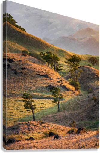 Vistosa Canvas Print