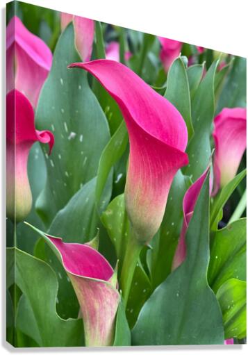 Flowers Canvas Print