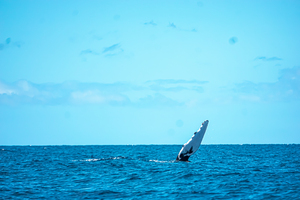 Whale Hello There Maui