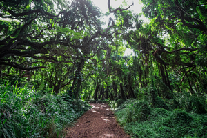 Whispering Forest