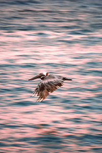 Pelican zoomies