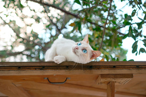  Reggae Beach Cat