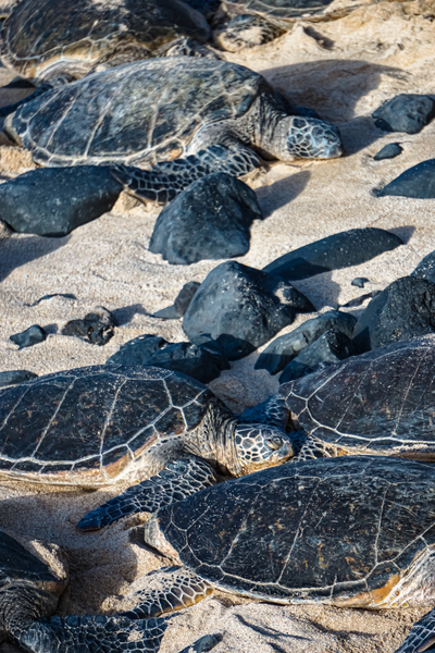 Sea Turtle Siesta  by Sarah Jessica Forte