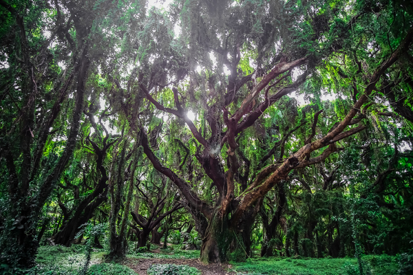 Larger Secret Forest Print