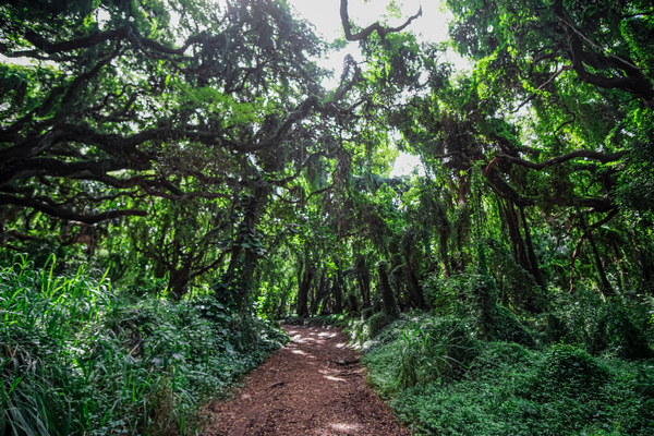 Whispering Forest Print
