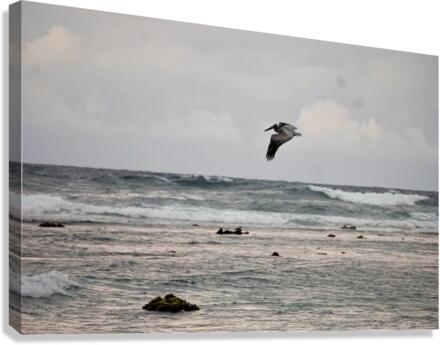 Soarin’ Canvas Print