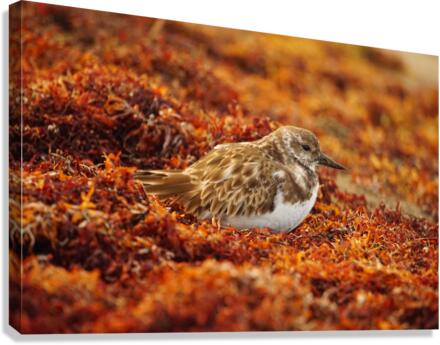 Sunset Nap Canvas Print