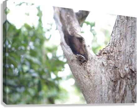 Just Hanging Canvas Print