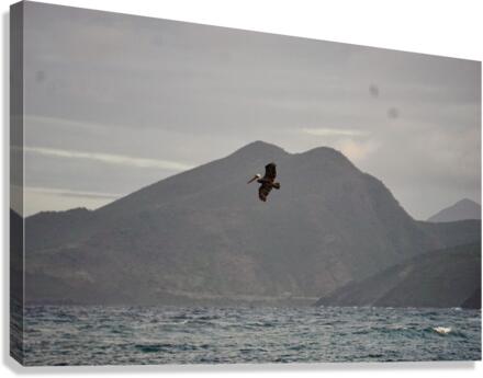 Pelican Canvas Print