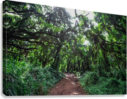 Whispering Forest Canvas Print