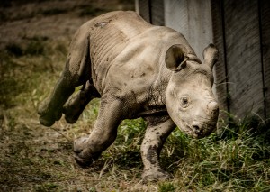 Baby Rhino