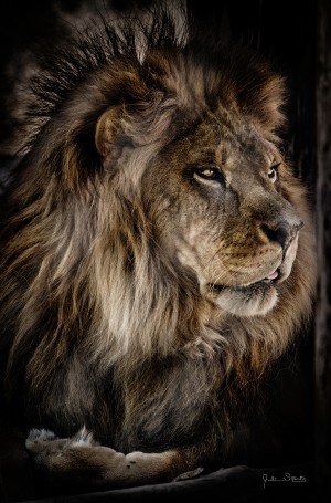 A Lions Profile