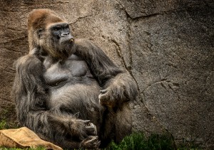Big Daddy Silverback Gorilla
