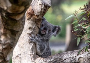 Australias Own Koala Bear