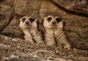 The Meerkat Twins