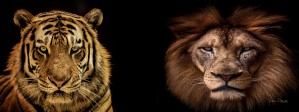 The Kings of Beasts - No Title
