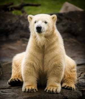 Polar Bear Cub