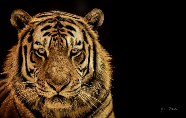 Massive Siberian Amur Tiger   Print