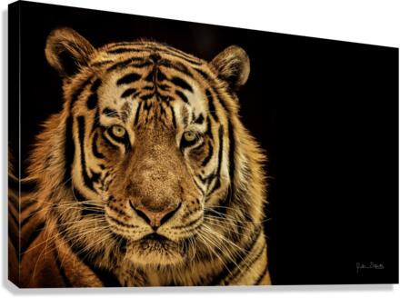 Massive Siberian Amur Tiger   Canvas Print