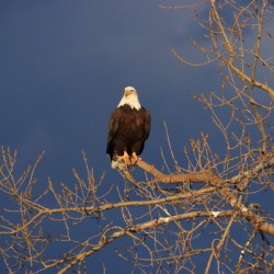 Eagle Has Landed
