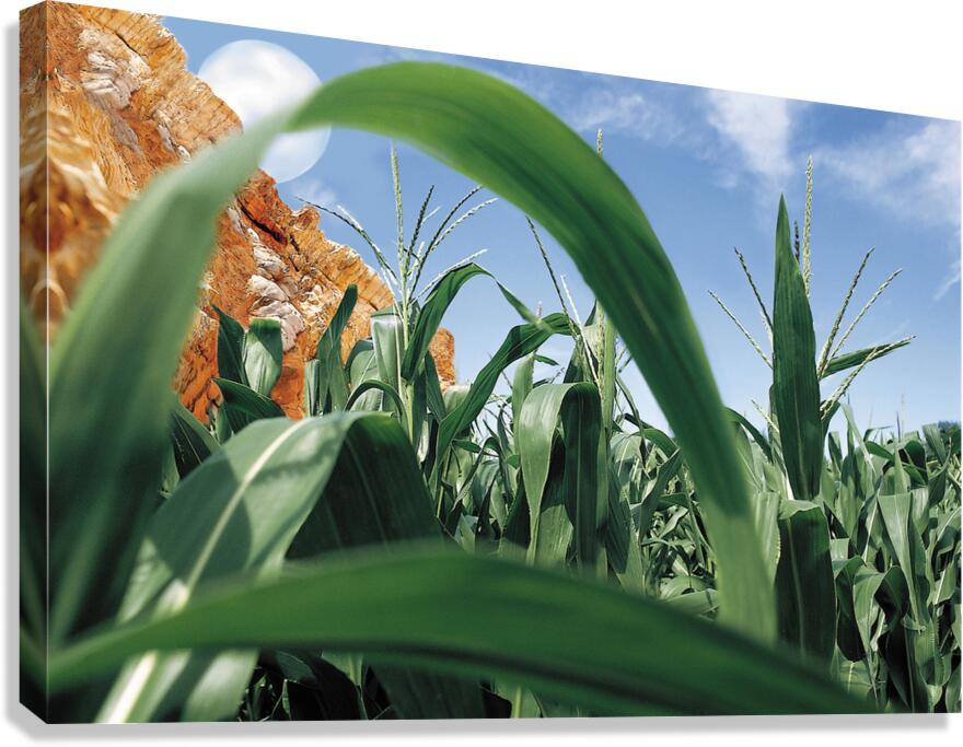 Cornfield  Canvas Print