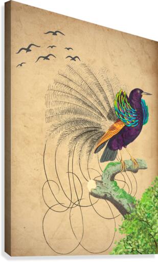Long Tailed Bird Canvas Print