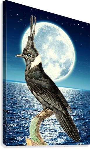 Full Moon  Canvas Print