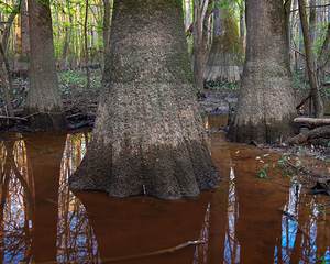Congaree Tupelo