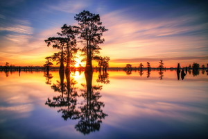 Dawn in Henderson Swamp
