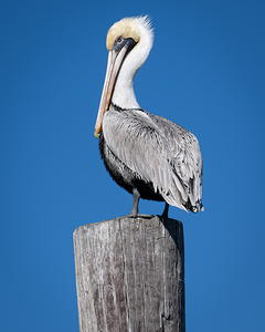 Pelican Snobbery