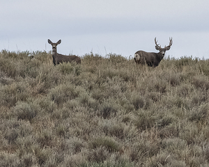Ridgeline Mulies