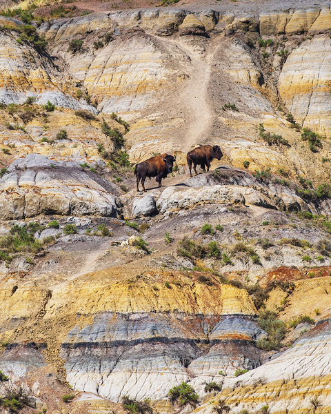 Badlands Bison Print