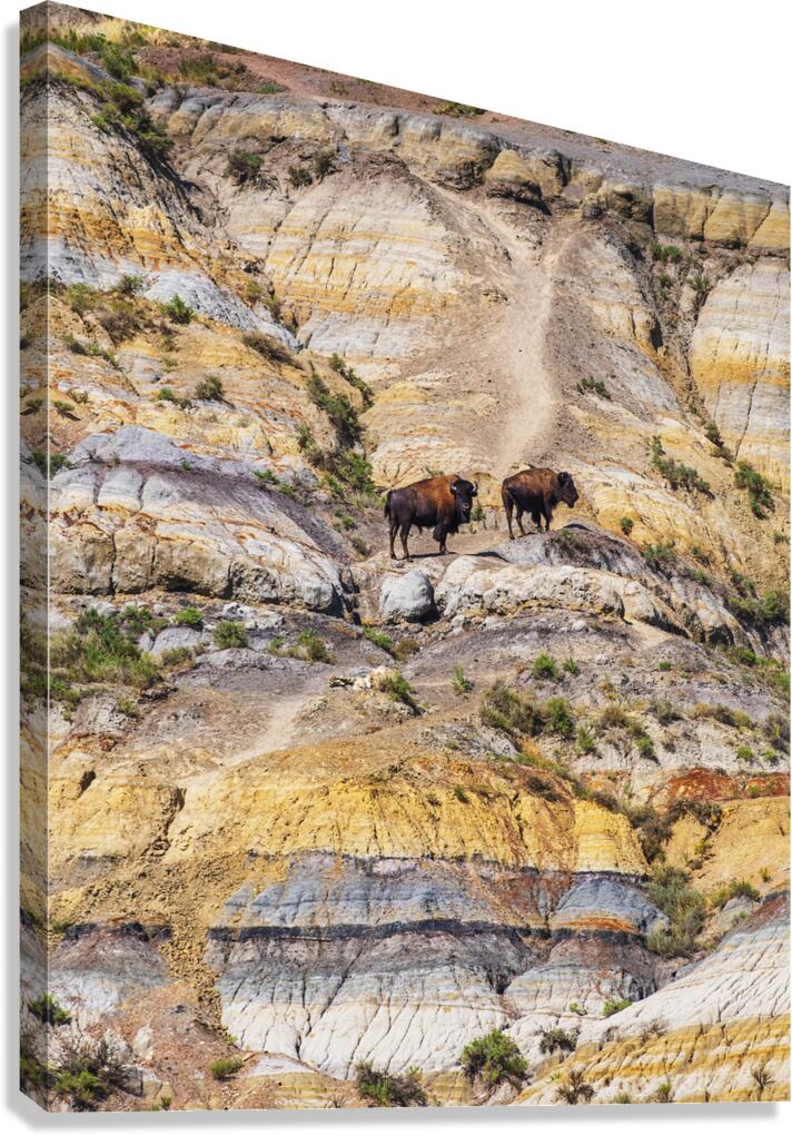 Badlands Bison Canvas Print