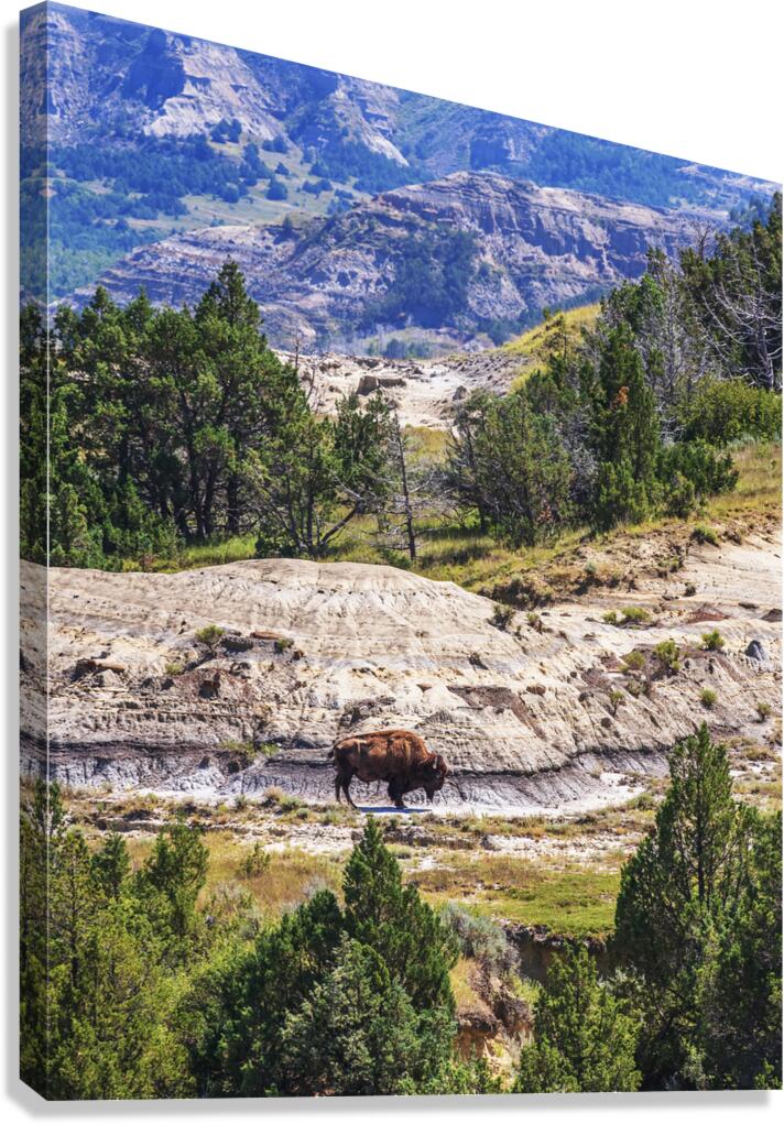 Bison in the Dakota Badlands Canvas Print