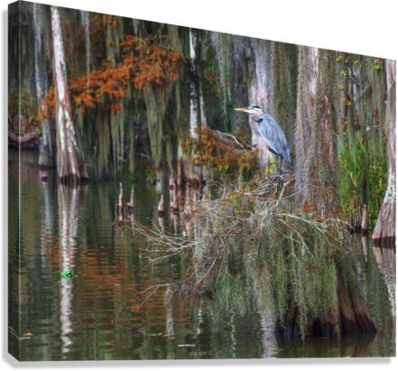 The Perfect Roost Canvas Print