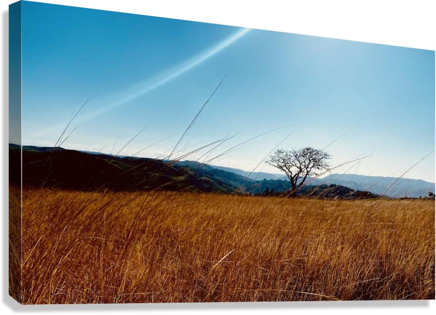 IMG 1198 Canvas Print