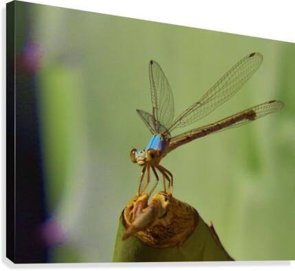 Damselfly Canvas Print