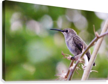 Hummingbird Canvas Print