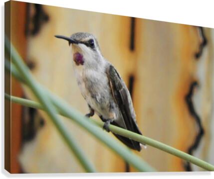 Hummingbird Canvas Print