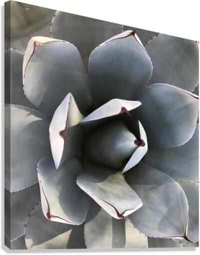 Succulent Canvas Print
