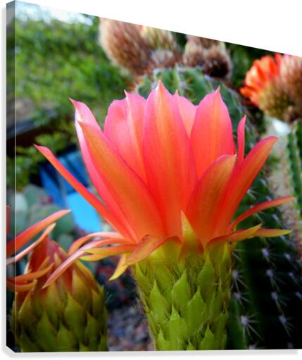 Cactus Flower Canvas Print