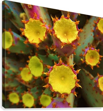 Cactus Flower Canvas Print