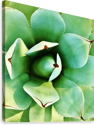 Succulent Canvas Print
