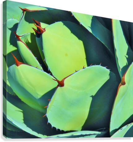 Succulent Canvas Print