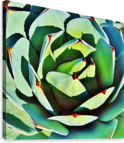 Succulent Canvas Print