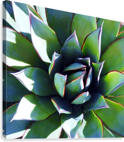 Agave II Canvas Print