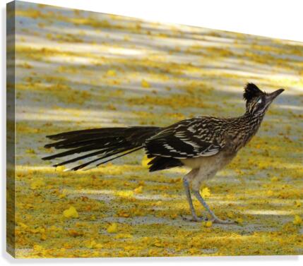 Roadrunner Canvas Print