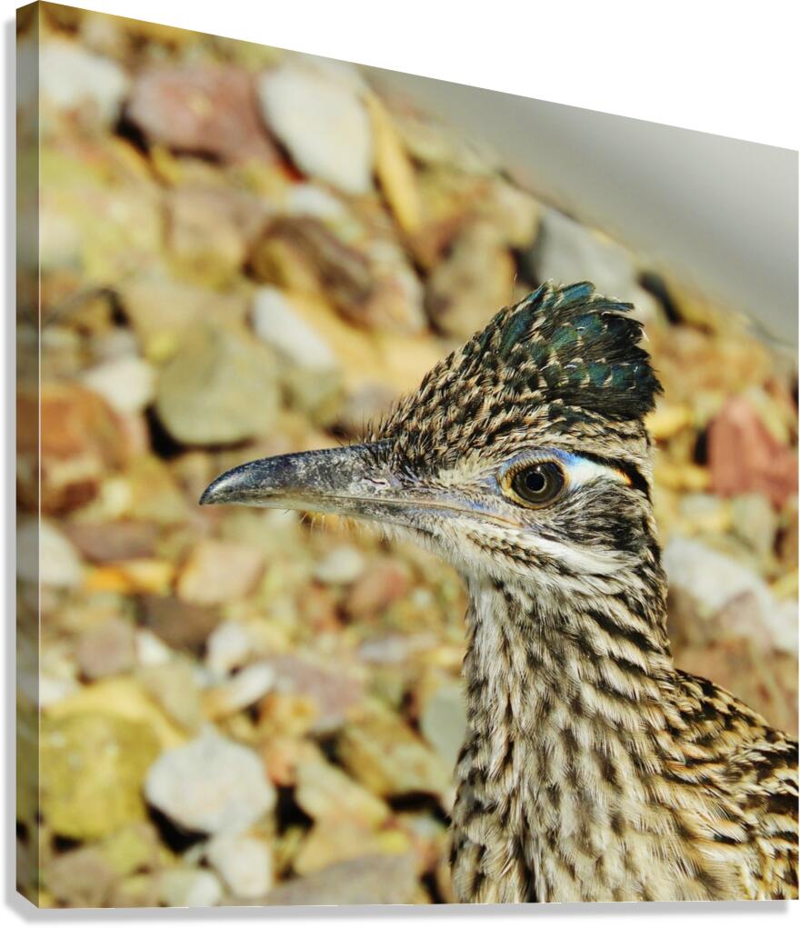 Roadrunner Close-up Canvas Print