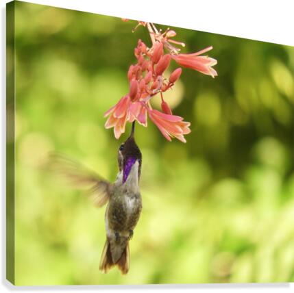 Hummingbird Canvas Print