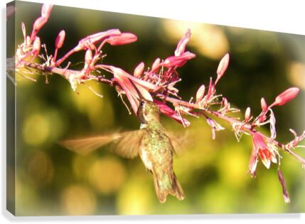 Hummingbird Canvas Print